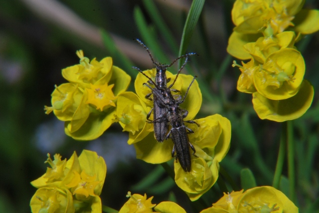 Cerambycidae: Deilus fugax in accoppiamento